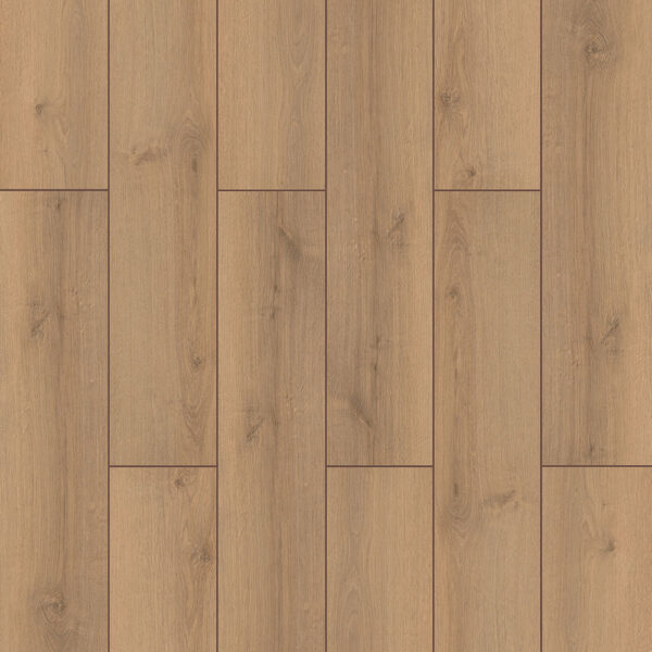 Canyon Oak - Image 2